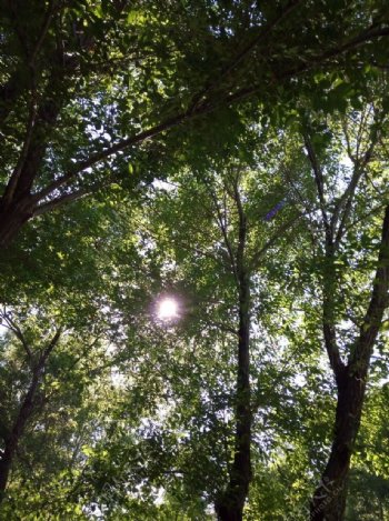 森林里的阳光图片