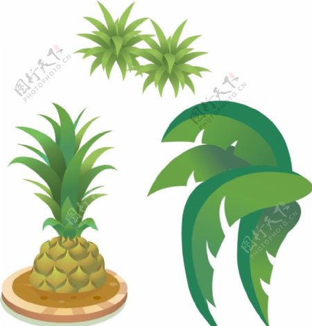 矢量菠萝树叶图片