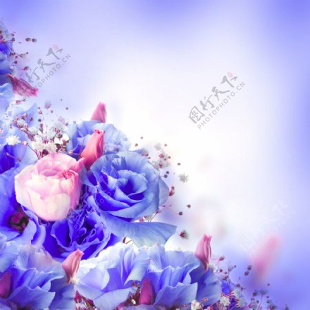 蓝色玫瑰图片