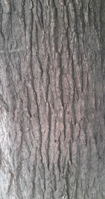 枫杨树皮纹理图片
