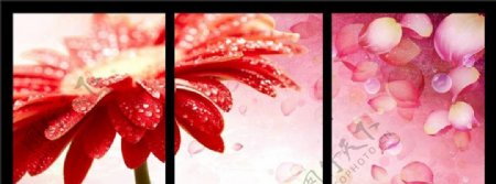 温馨浪漫菊花花瓣水滴装饰画图片