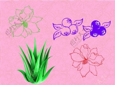 芦荟蓝莓花底纹图片