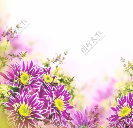 菊花背景素材图片
