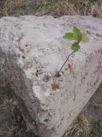 石缝里长出的槭树苗图片