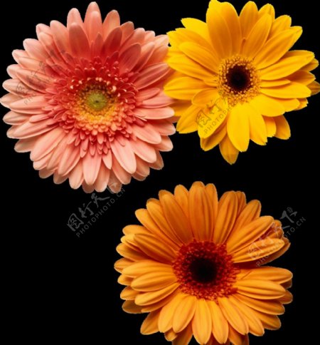 彩色花卉图片