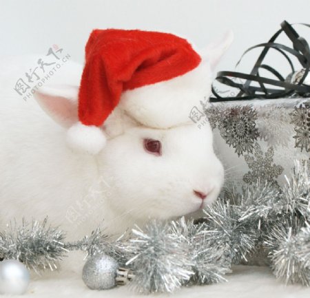 圣诞兔图片
