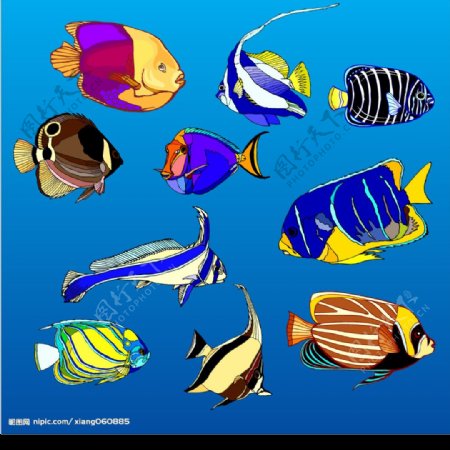多姿多彩海洋鱼类图片