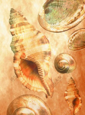 海螺底纹图片