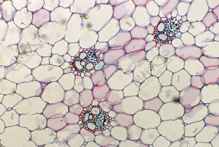细胞结晶图图片