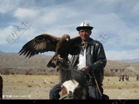柯尔克孜族的猎鹰图片