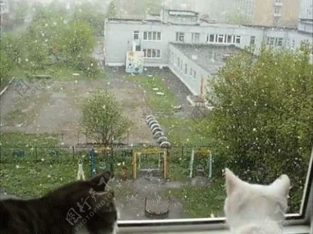 猫窗外图片