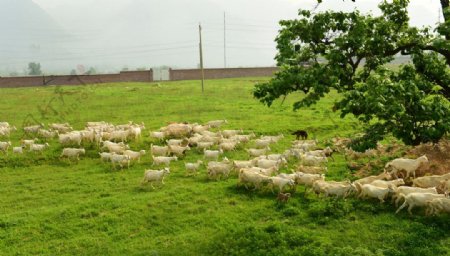 羊群草原图片