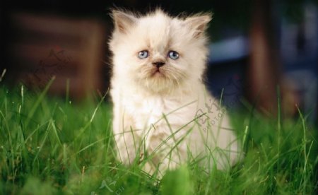 小白猫图片