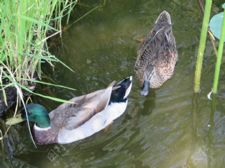 池塘里的鸭子图片