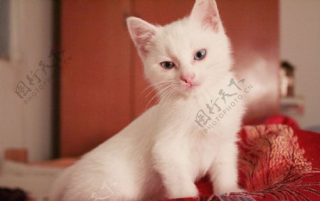 蓝眼萌白猫图片