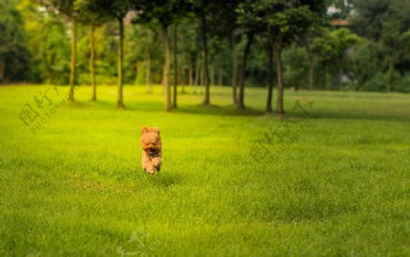 贵宾犬图片