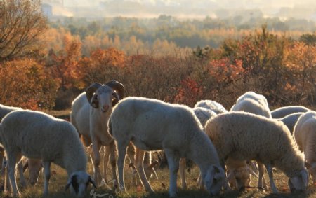 秋色下的羊群图片