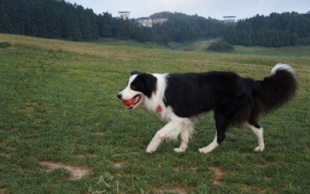 边境牧羊犬图片