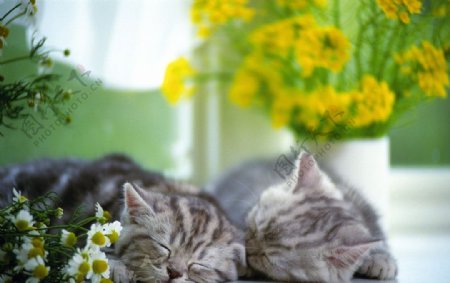 两只睡觉的猫咪图片