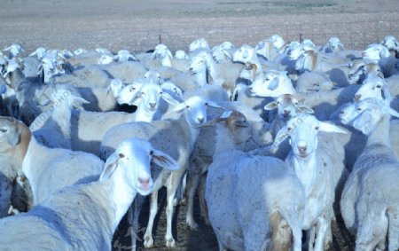 阿拉伯人的羊群图片