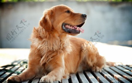 黄金猎犬狗图片