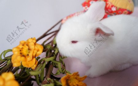纯白色的小兔子图片