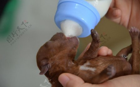 小狗吃奶图片