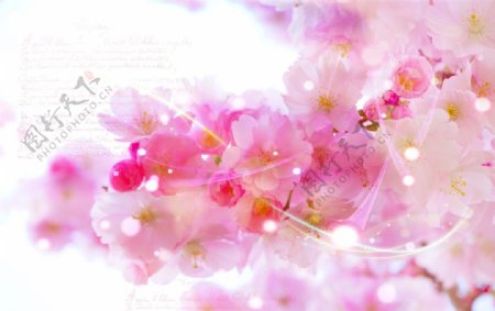 樱花贺卡背景图片