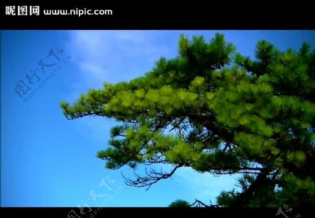 蓝天白云松树视频素材