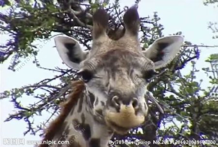 长颈鹿活动视频频