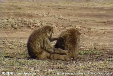 猴子活动视频频素材