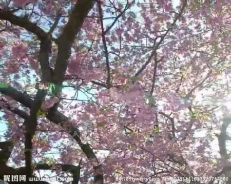 植物樱花视频素材