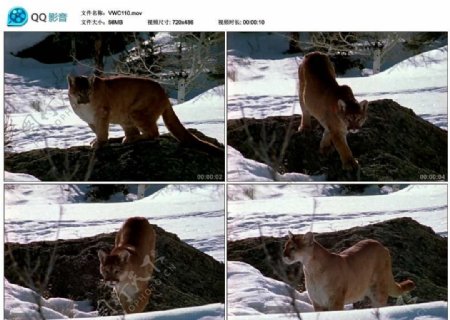 雪地中的母狮视频实拍素材