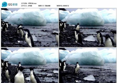 冰川企鹅视频实拍素材