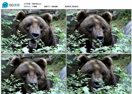 棕熊黑熊视频实拍素材