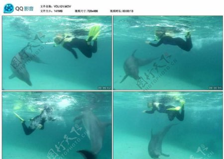 海豚和潜水员视频实拍素材