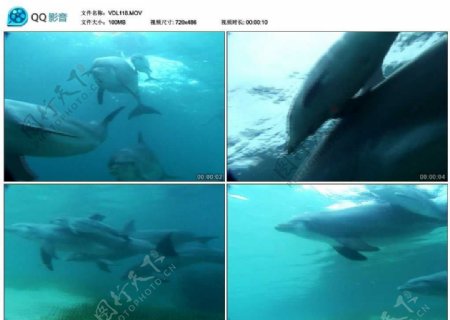 深海潜水海豚视频实拍素材
