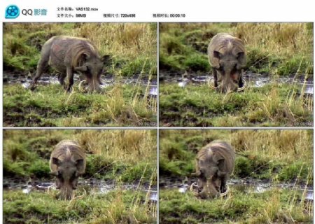 非洲野猪视频实拍素材