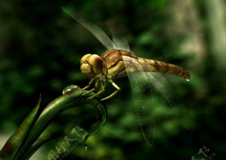 3D蜻蜓图片