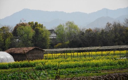 西溪湿地田园风光图片