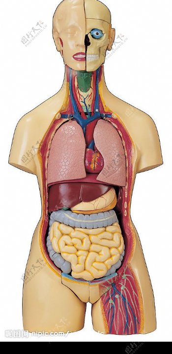 人体模型图片