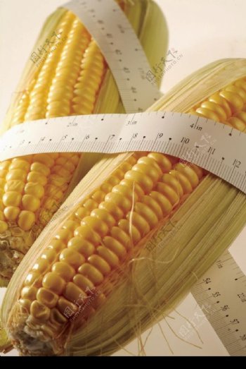 测量玉米图片