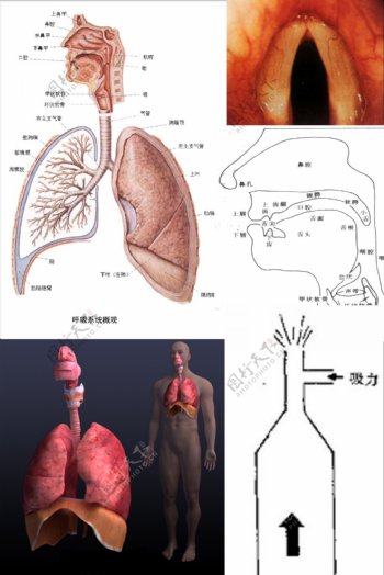 发声器官图图片