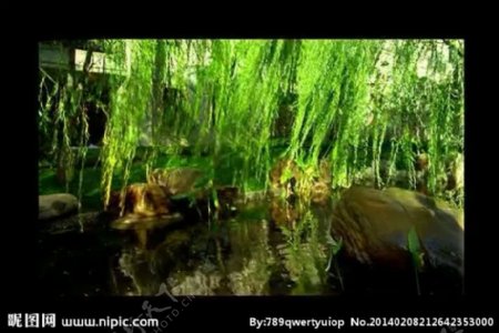 绿树池水视频素材