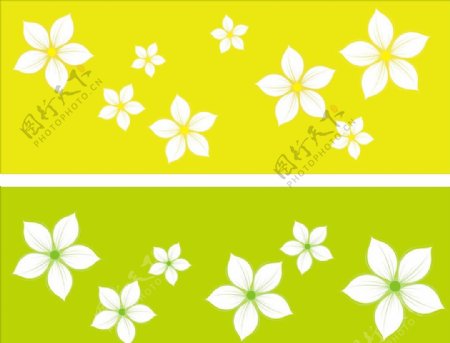 黄绿白五瓣花图片