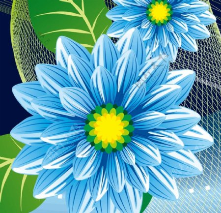 蓝菊花图片