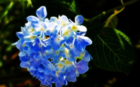 梦幻蓝色花朵图片