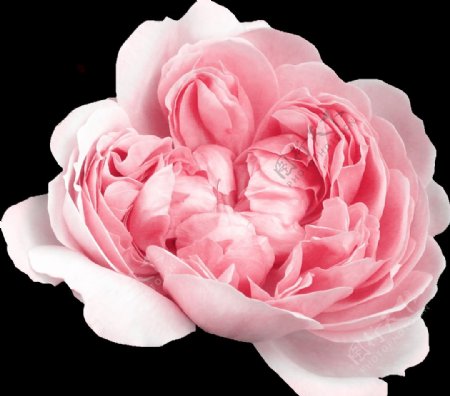 粉色逼真花朵剪贴素材图片