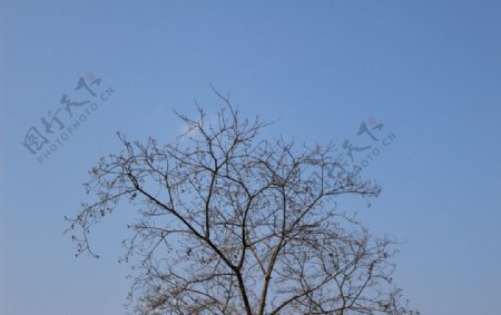 树枝和蓝天图片