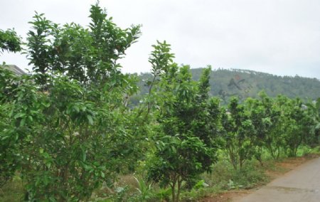 化橘红种植基地图片